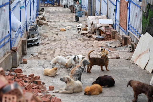 被禁養(yǎng)的\"國(guó)犬\":中華田園犬為何在城市容不下身?