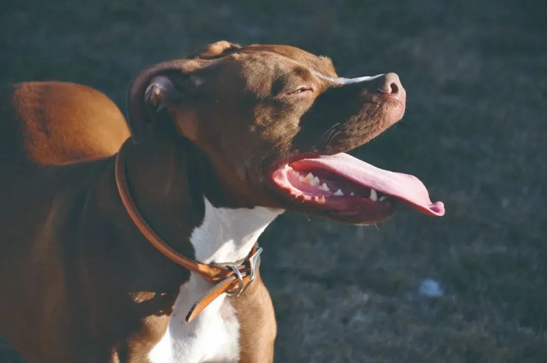 灰色的地下斗狗圈:勝了狗王輸了狗肉