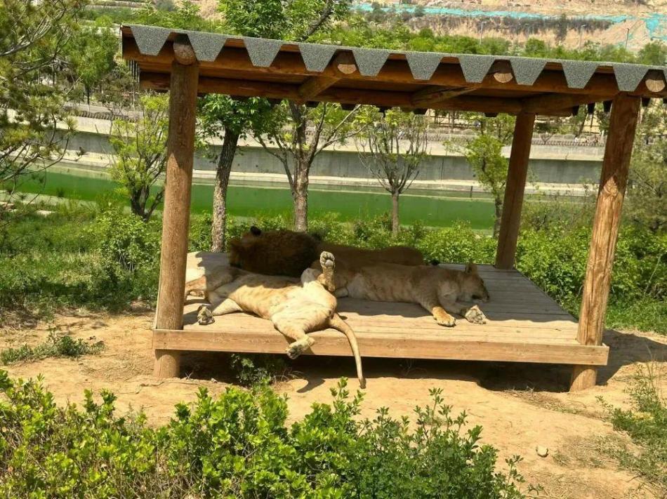 山西人愛午睡究竟是為啥