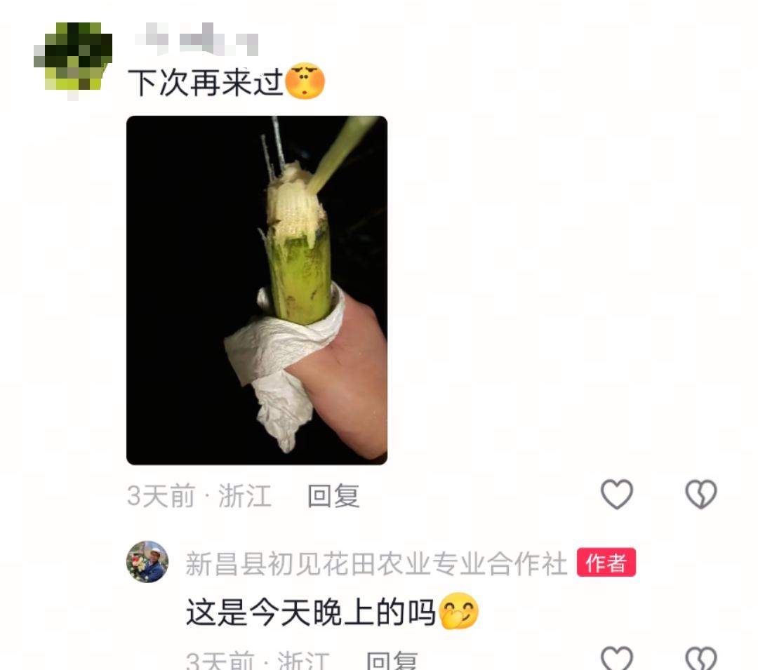 “可偷甘蔗地”成打卡點,上百網友深夜體驗