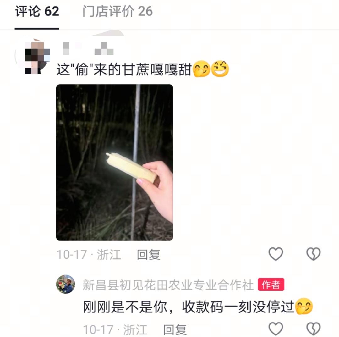 “可偷甘蔗地”成打卡點,上百網友深夜體驗