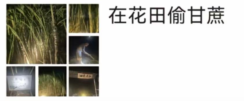 “可偷甘蔗地”成打卡點,上百網友深夜體驗